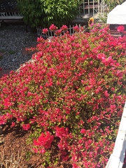 Rhododendron indicum