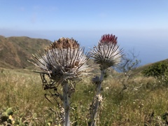 Cirsium occidentale occidentale