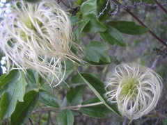Clematis lasiantha