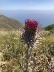 Cirsium occidentale occidentale