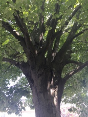 Tilia americana