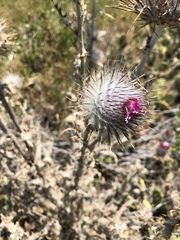 Cirsium occidentale occidentale