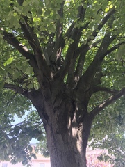 Tilia americana