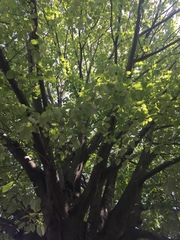 Tilia americana
