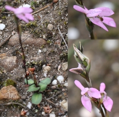 Disa obliqua clavigera