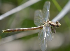 Phanogomphus