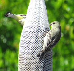 Spinus psaltria