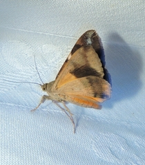Oxyodes tricolor