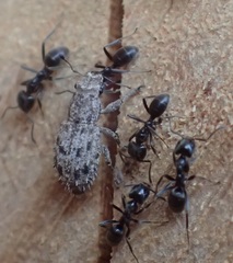 Floresianus sordidus