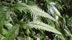 Tectaria phaeocaulis