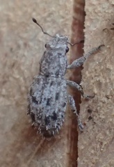 Floresianus sordidus