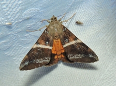 Oxyodes tricolor