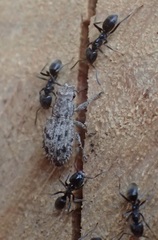 Floresianus sordidus