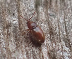 Atomaria lewisi