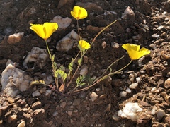 Eschscholzia ramosa