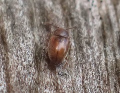 Atomaria lewisi