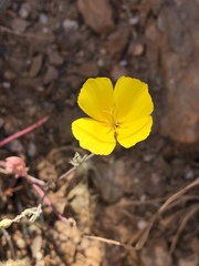Eschscholzia ramosa