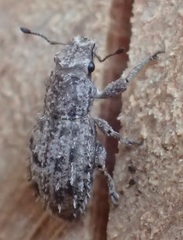 Floresianus sordidus