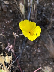 Eschscholzia ramosa