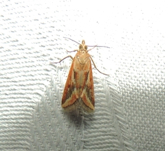 Achyra massalis