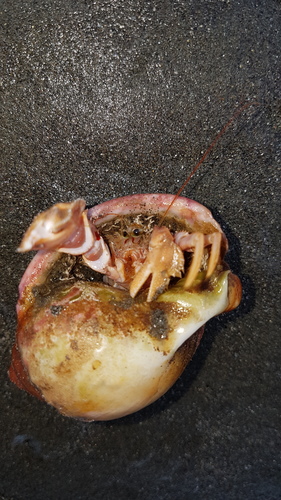 Diacanthurus rubricatus