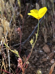 Eschscholzia ramosa