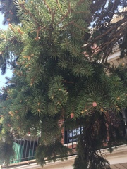 Picea