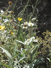 Verbesina boliviana