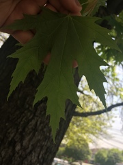 Acer saccharinum