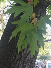Acer saccharinum