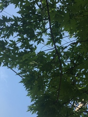 Acer saccharinum