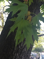 Acer saccharinum