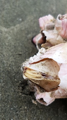 Notomegabalanus decorus