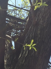 Gleditsia triacanthos