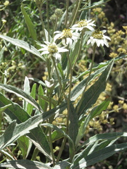 Verbesina boliviana