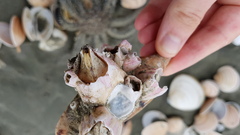 Notomegabalanus decorus