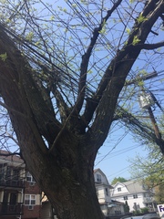 Gleditsia triacanthos