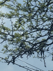 Gleditsia triacanthos