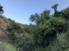 Dendromecon harfordii