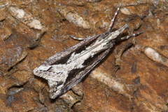 Eudonia steropaea