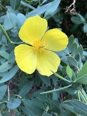 Dendromecon harfordii