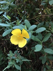 Dendromecon harfordii