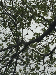 Platanus × hispanica