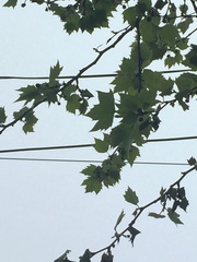 Platanus × hispanica