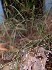 Quantula striata