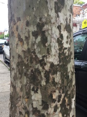 Platanus × hispanica