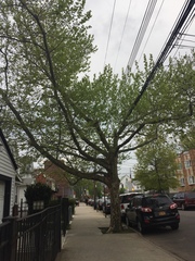 Platanus × hispanica