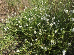 Plagiobothrys chorisianus chorisianus