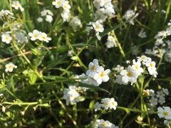 Plagiobothrys chorisianus chorisianus