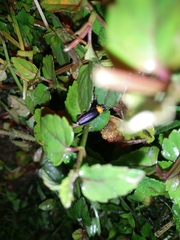 Abscondita cerata